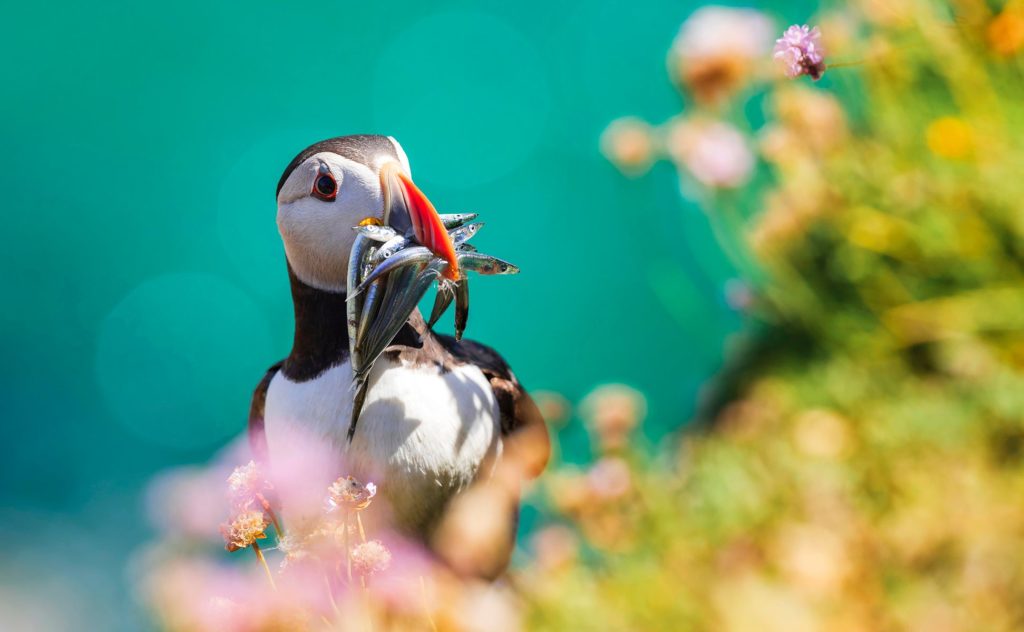 Atlantic Puffin with fish in it's beak up close shot