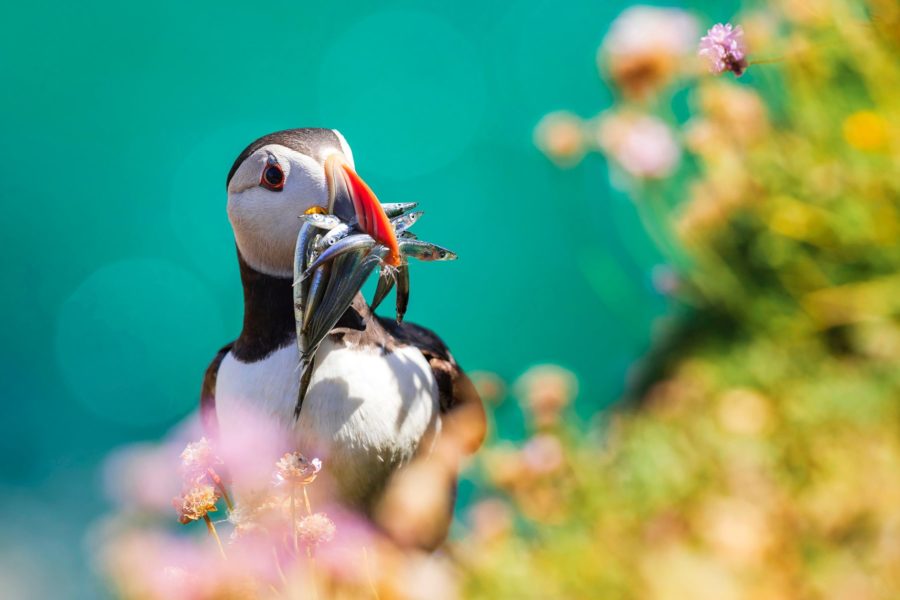 Atlantic Puffin with fish in it's beak up close shot